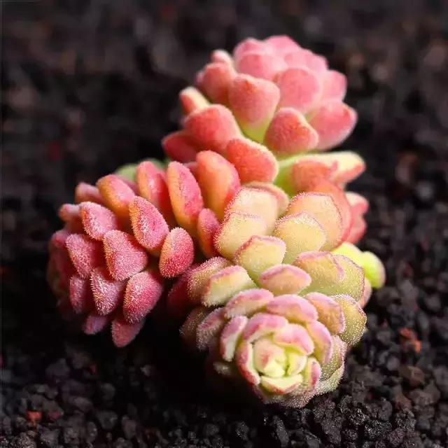 270ֶ⣬֣
