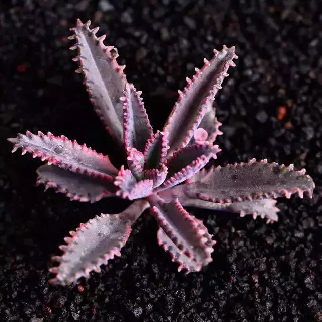 270ֶ⣬֣