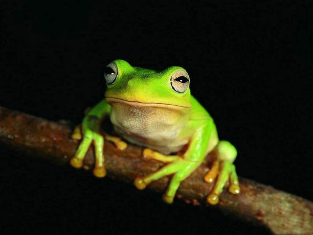 ĸĸôԼĺӵģ