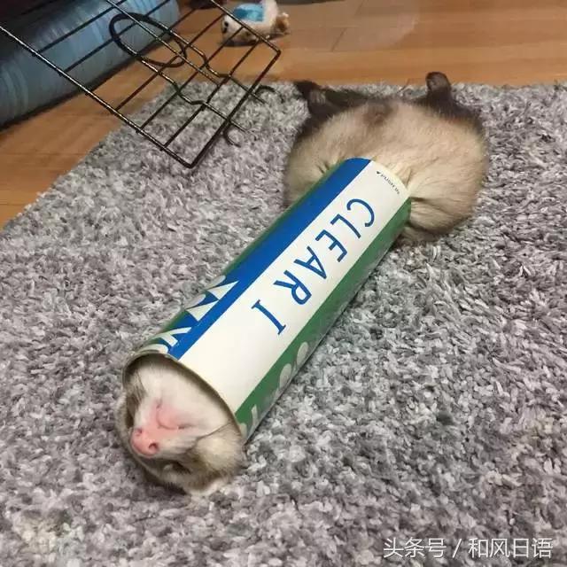 ʺ٣Щ˯˸һëһ