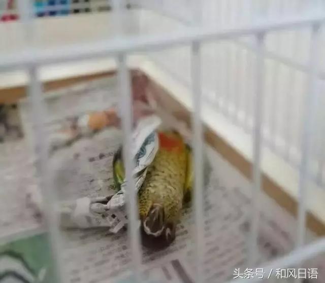 ʺ٣Щ˯˸һëһ