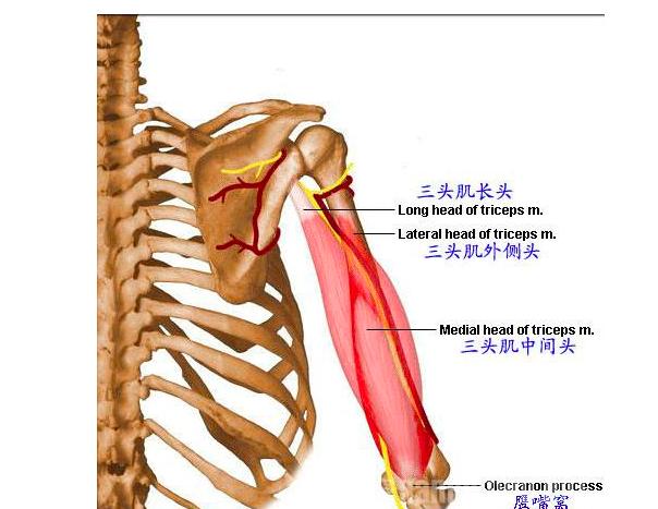 4个重点教你玩转肱三头肌王牌动作,发达肱三头肌,锻炼麒麟臂