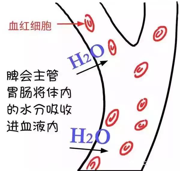 ʪγɵģ棩