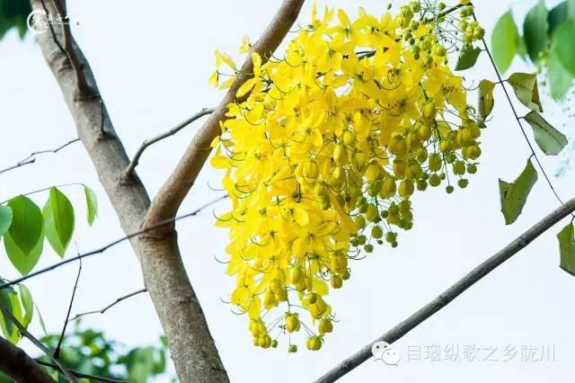 这条街树上挂满了黄金,原来腊肠花开了