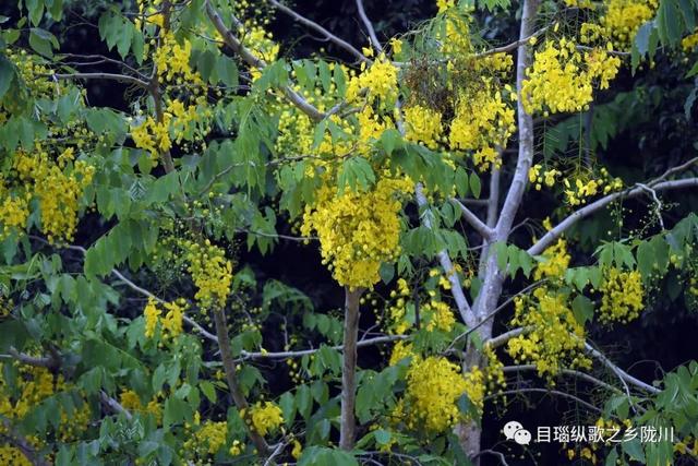 这条街树上挂满了黄金,原来腊肠花开了