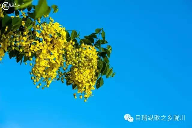 这条街树上挂满了黄金,原来腊肠花开了
