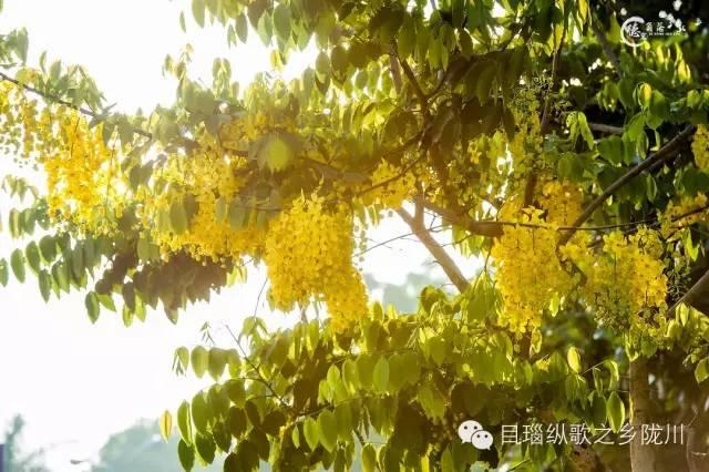 这条街树上挂满了黄金,原来腊肠花开了