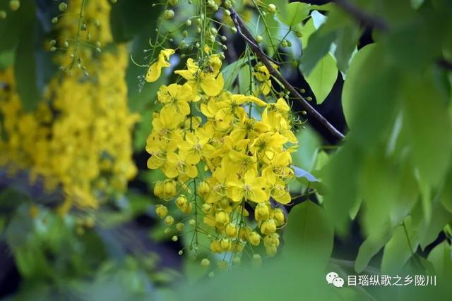 这条街树上挂满了黄金,原来腊肠花开了