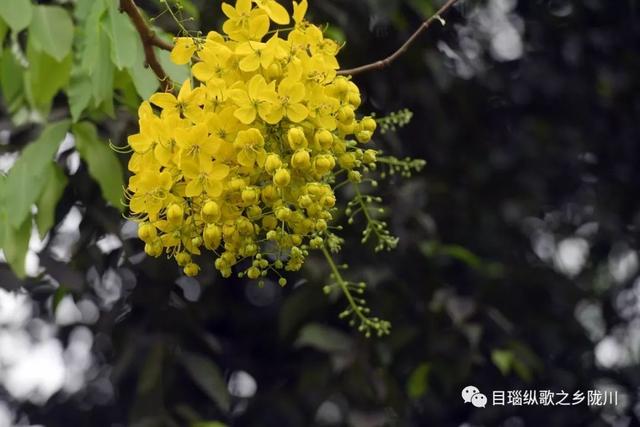 这条街树上挂满了黄金,原来腊肠花开了