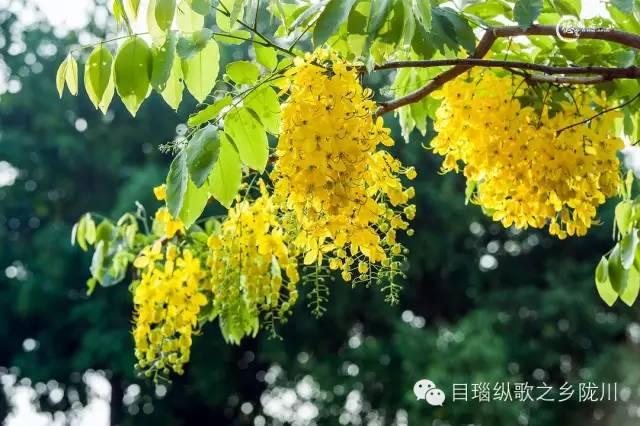 这条街树上挂满了黄金,原来腊肠花开了