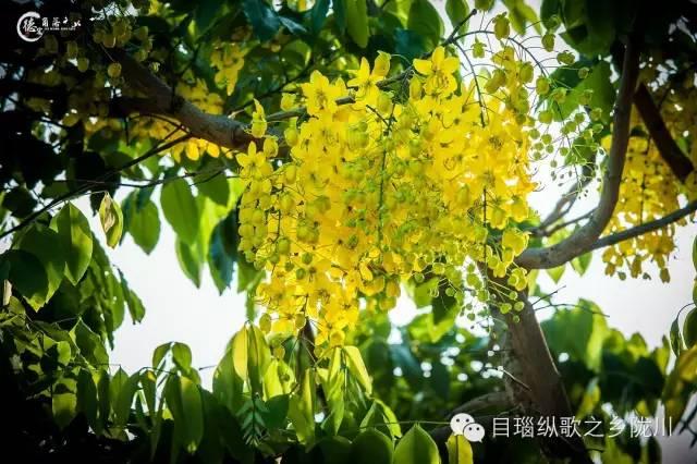 这条街树上挂满了黄金,原来腊肠花开了