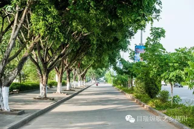 这条街树上挂满了黄金,原来腊肠花开了
