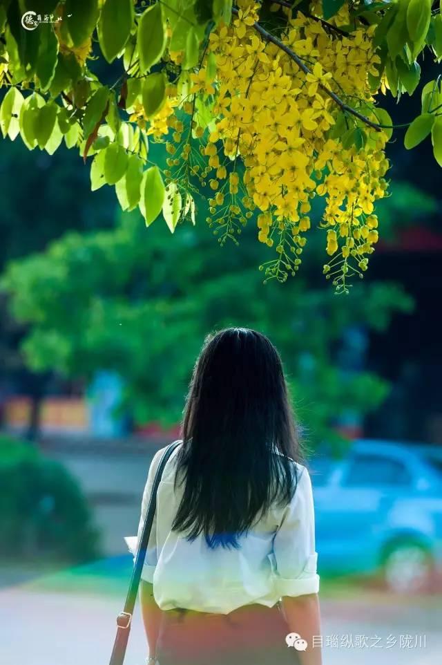这条街树上挂满了黄金,原来腊肠花开了
