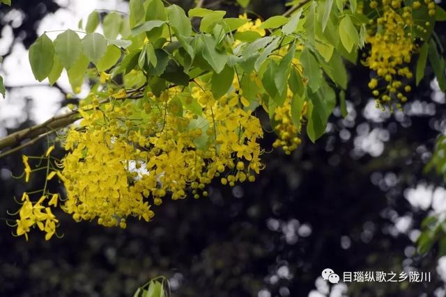 这条街树上挂满了黄金,原来腊肠花开了
