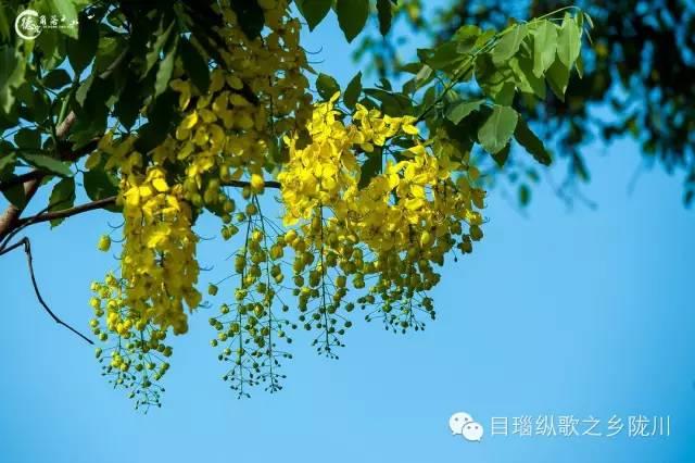 这条街树上挂满了黄金,原来腊肠花开了