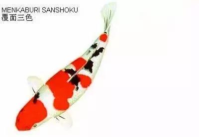 ʷȫĽתˣ