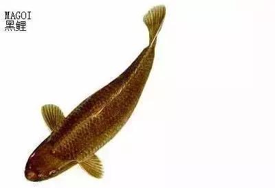 ʷȫĽתˣ