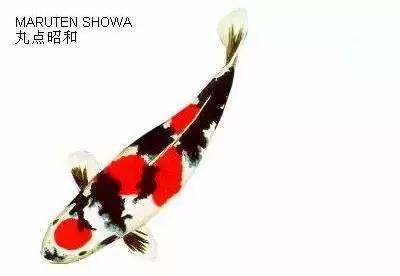 ʷȫĽתˣ