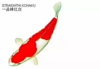 史上最全的锦鲤都在这里啦!转发求好运!