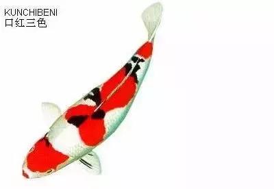 ʷȫĽתˣ