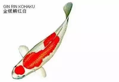 ʷȫĽתˣ