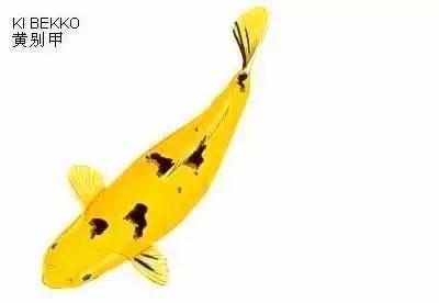 ʷȫĽתˣ