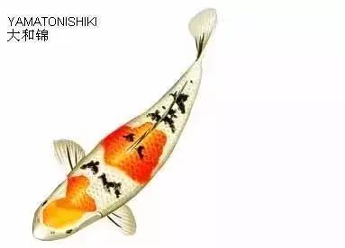 ʷȫĽתˣ