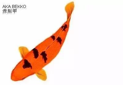 ʷȫĽתˣ