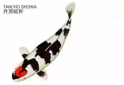 ʷȫĽתˣ