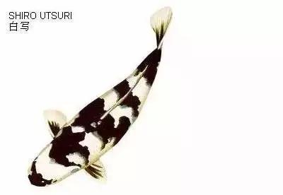 ʷȫĽתˣ