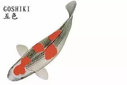 ʷȫĽתˣ
