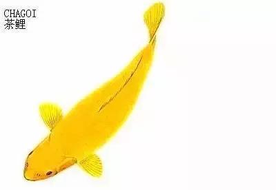 ʷȫĽתˣ