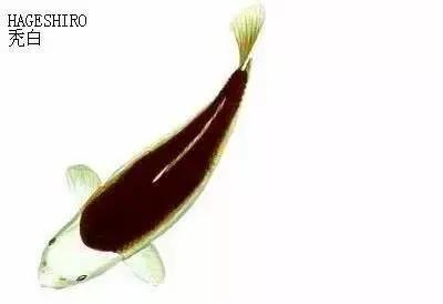 ʷȫĽתˣ