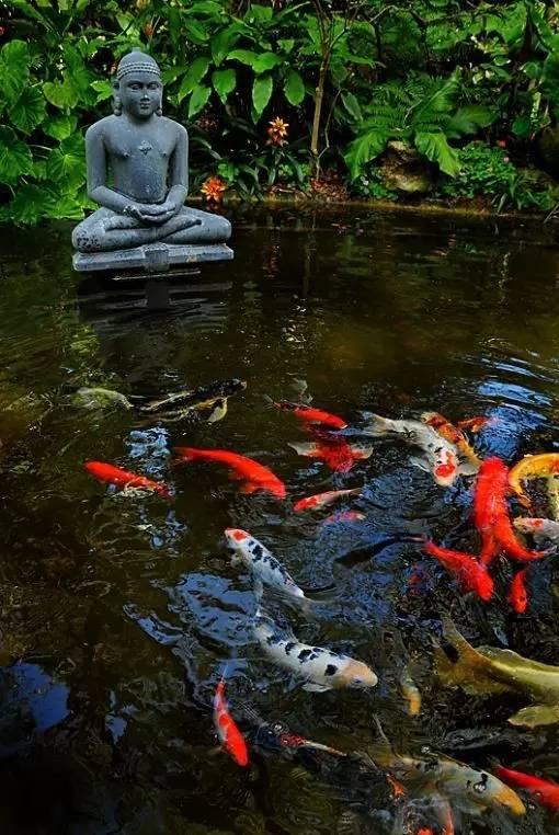 庭院 · 鱼池