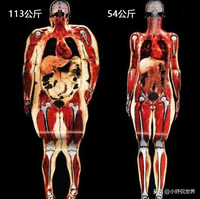 23张人体图片 要比课本里更加有趣得多