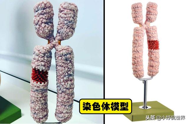 21,染色体模型