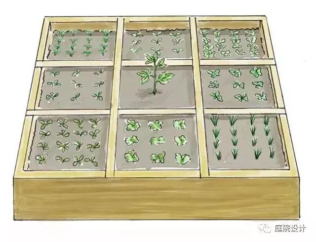 庭院种菜|零基础一米菜园打造手册