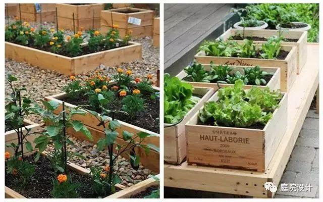 庭院种菜|零基础一米菜园打造手册
