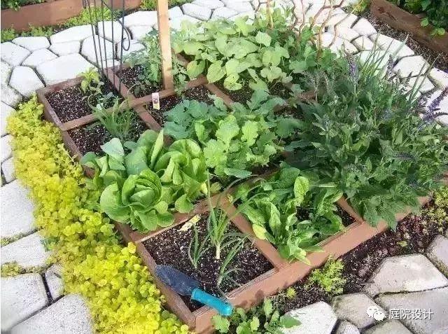 庭院种菜|零基础一米菜园打造手册