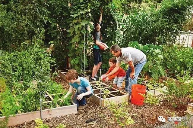 庭院种菜|零基础一米菜园打造手册