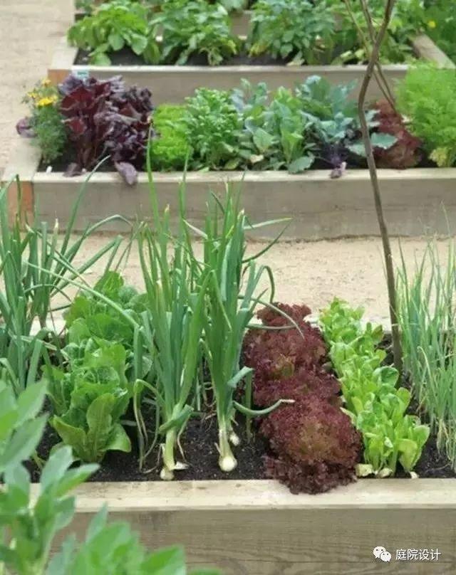 庭院种菜|零基础一米菜园打造手册
