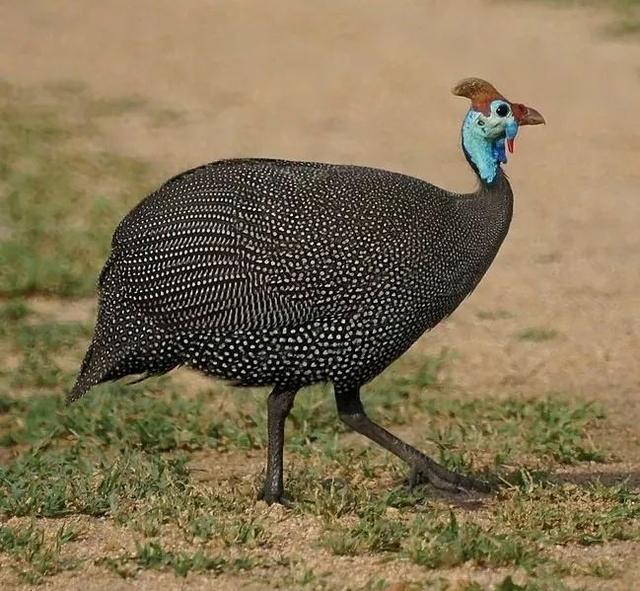 ôΪʲôҪԻ𼦣