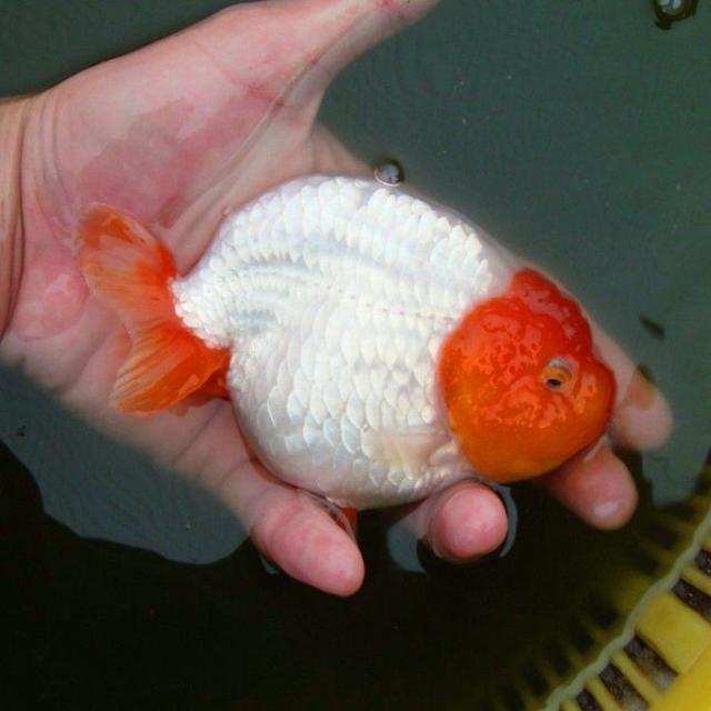 һС㣬޹ˮݵСԲã