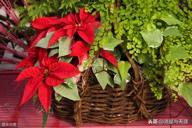 养花大全45集,收藏起来,什么花都能养好!送给爱养花的朋友