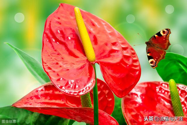 养花大全45集,收藏起来,什么花都能养好!送给爱养花的朋友