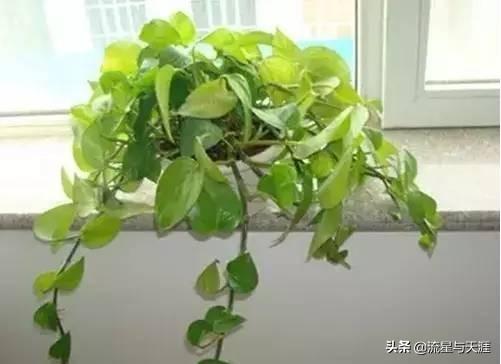 养花大全45集,收藏起来,什么花都能养好!送给爱养花的朋友