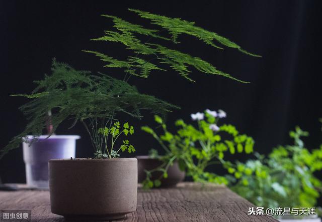 养花大全45集,收藏起来,什么花都能养好!送给爱养花的朋友