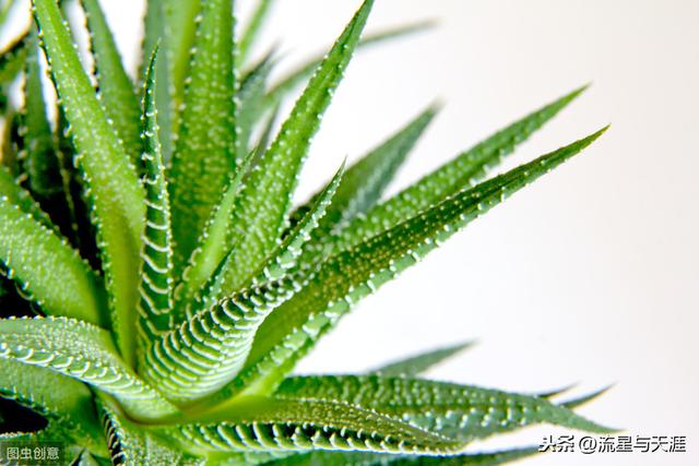 养花大全45集,收藏起来,什么花都能养好!送给爱养花的朋友