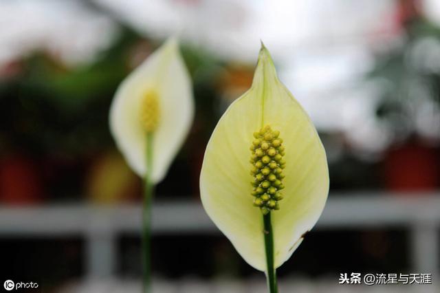 养花大全45集,收藏起来,什么花都能养好!送给爱养花的朋友