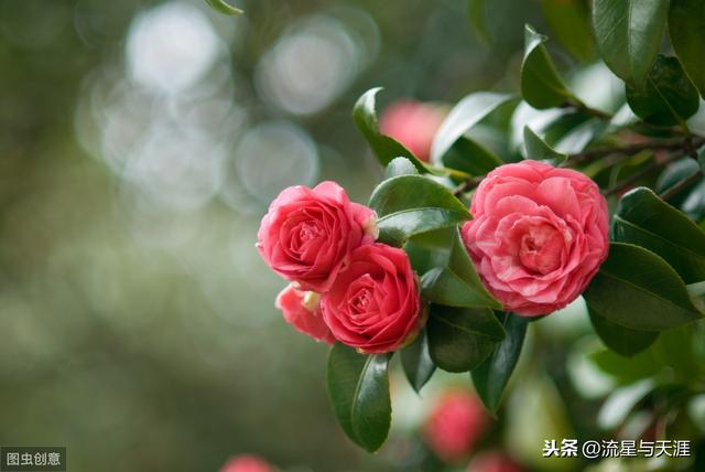 养花大全45集,收藏起来,什么花都能养好!送给爱养花的朋友